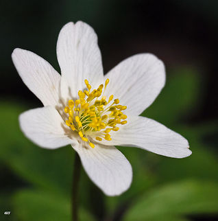 anemone  Anemone nemorosa,Geotagged,Romania,Wood anemone