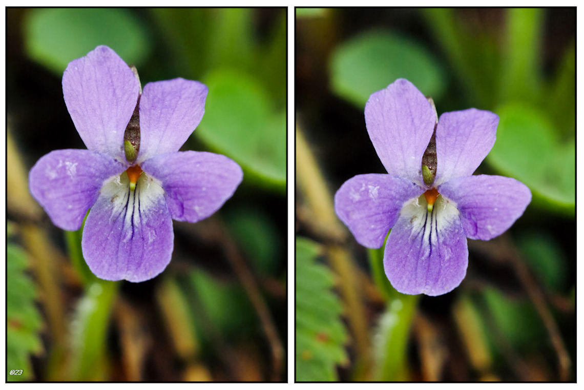 viola  Geotagged,Romania,Viola odorata,Wood violet