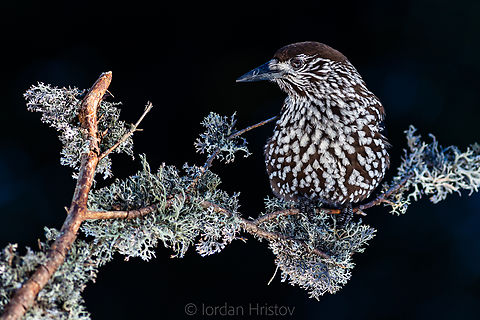 Spotted Nutcracker photography in Bulgaria These Nutcrackers are one of my favourite animals to photograph. They are so incredibly fantastic! Birds,Bulgaria,Nucifraga caryocatactes,Spotted Nutcracker,wildlife photography