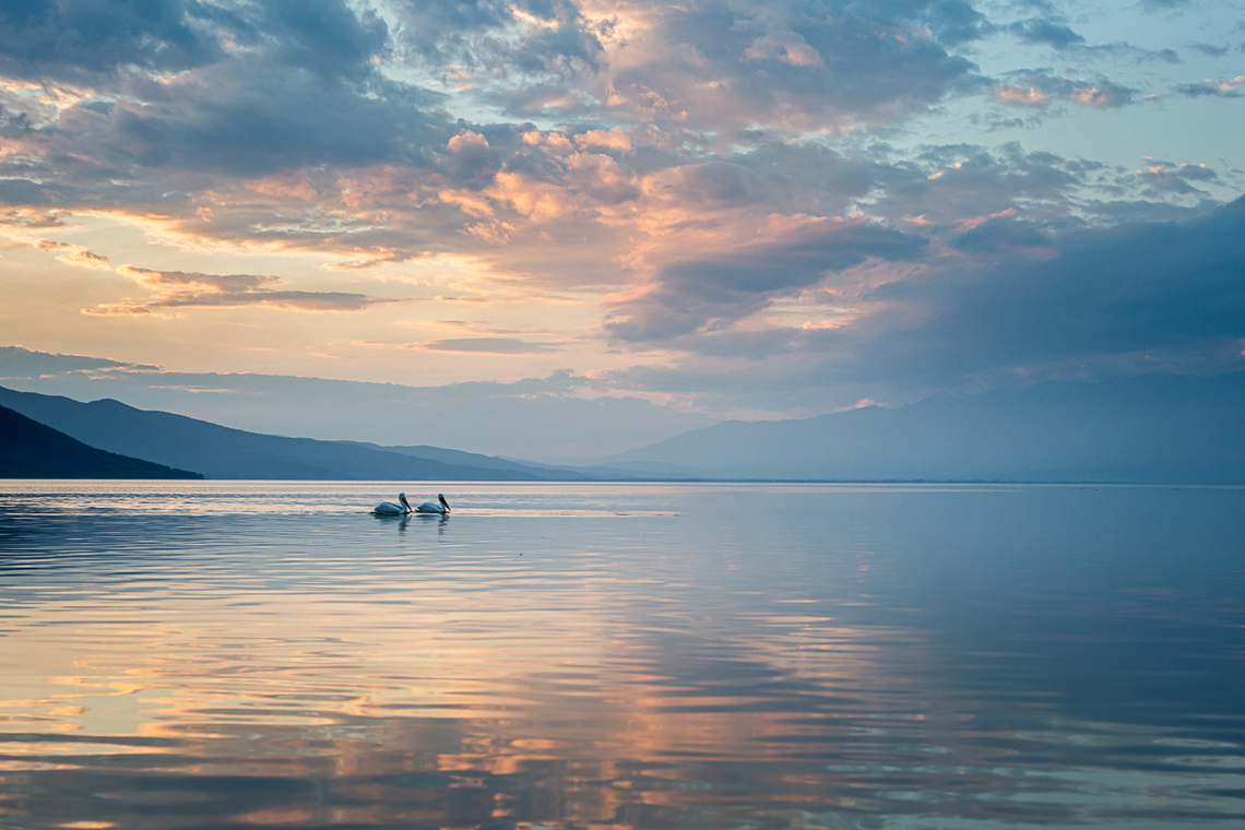 Dalmatian Pelicans at sunset I took this image of Dalmatian Pelicans during a bird photography trip that i guided in Northern Greece. We spent three days at lake Kerkini to enjoy these amazing birds. Other then them, we also saw Bewick Swans, Greater Spotted Eagle, Sombre Tit, Common Cranes, many Little Owls, Wallcreeper, Rock Nuthatch and Blue Rock Thrush. It was an amazing trip. Birds,Dalmatian Pelican,Dalmatian pelican,Pelecanus crispus,Sunset,canon,wildlife photography