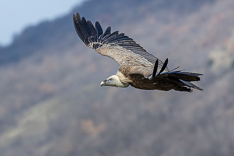 Griffon Vulture I photographed this vulture from a hide in Eastern Rhodopes in Bulgaria during a bird photography trip that i guided.  Birds,Griffon vulture,Gyps fulvus,tourism,wildlife photography