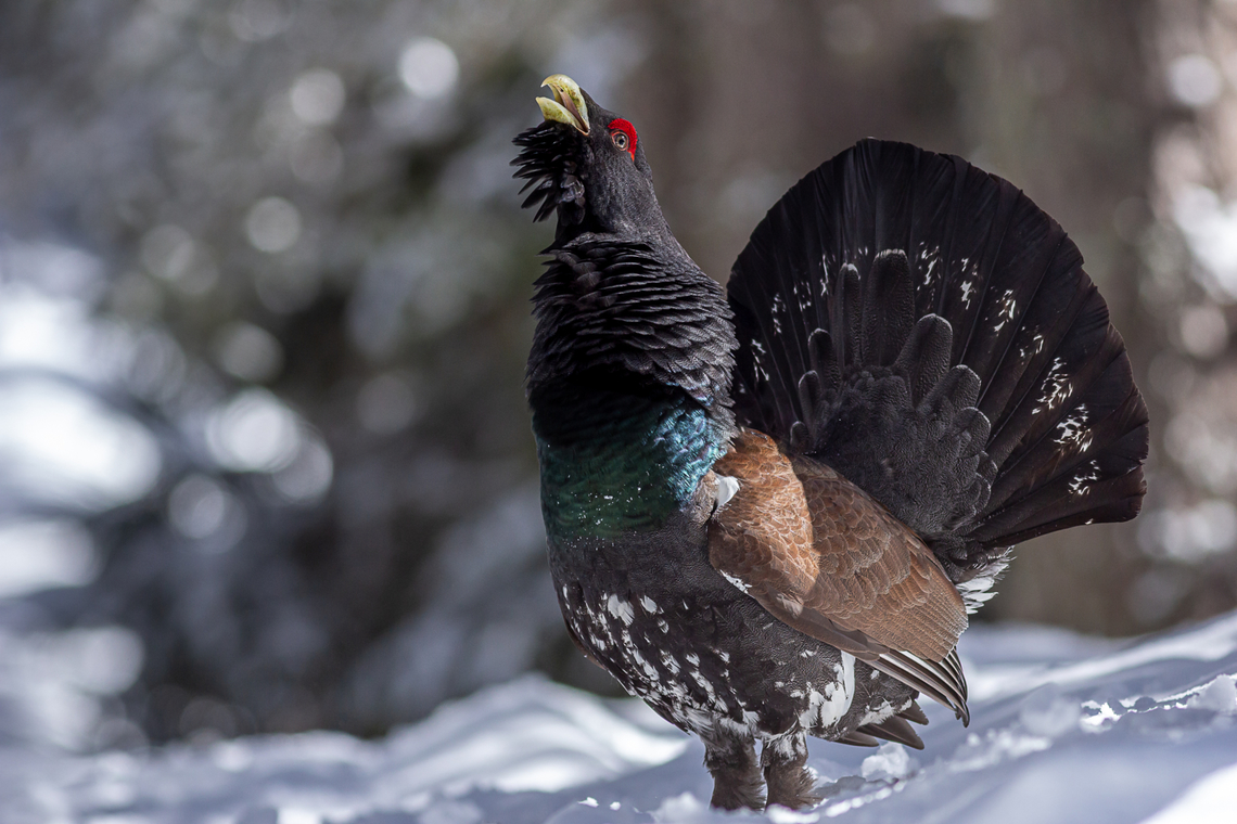 Western Capercaillie, Bulgaria  Tetrao urogallus,Western Capercaillie