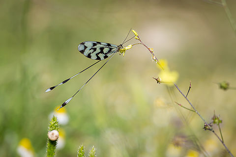 Spoon-winged lacewing I took this images during a bird and macro photography trip to lake Kerkini in Northern Greece that i guided in May 2022. We had superb moments! Stay tuned for more images Insects,Macro,Nemoptera sinuata,Photography Styles,Spoon-winged lacewing,canon