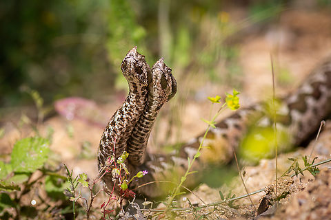 Nose-horned Viper We had an amazing experience watching these male Nose-horned Vipers fight for a female. We watched them for about 10 min when one of the snakes defeated the other.  Nose-horned viper,Vipera ammodytes,snake,viper,wildlife,wildlife photography