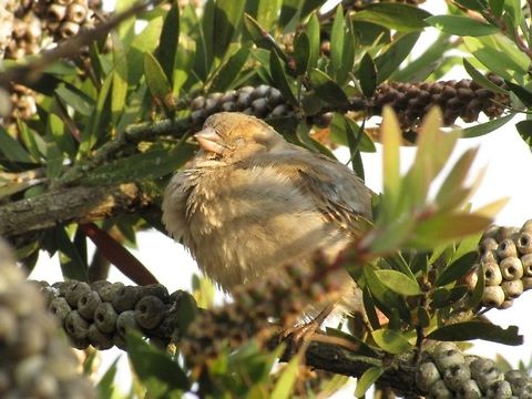 Sparrow I think some kind of Sparrow House Sparrow,Passer domesticus