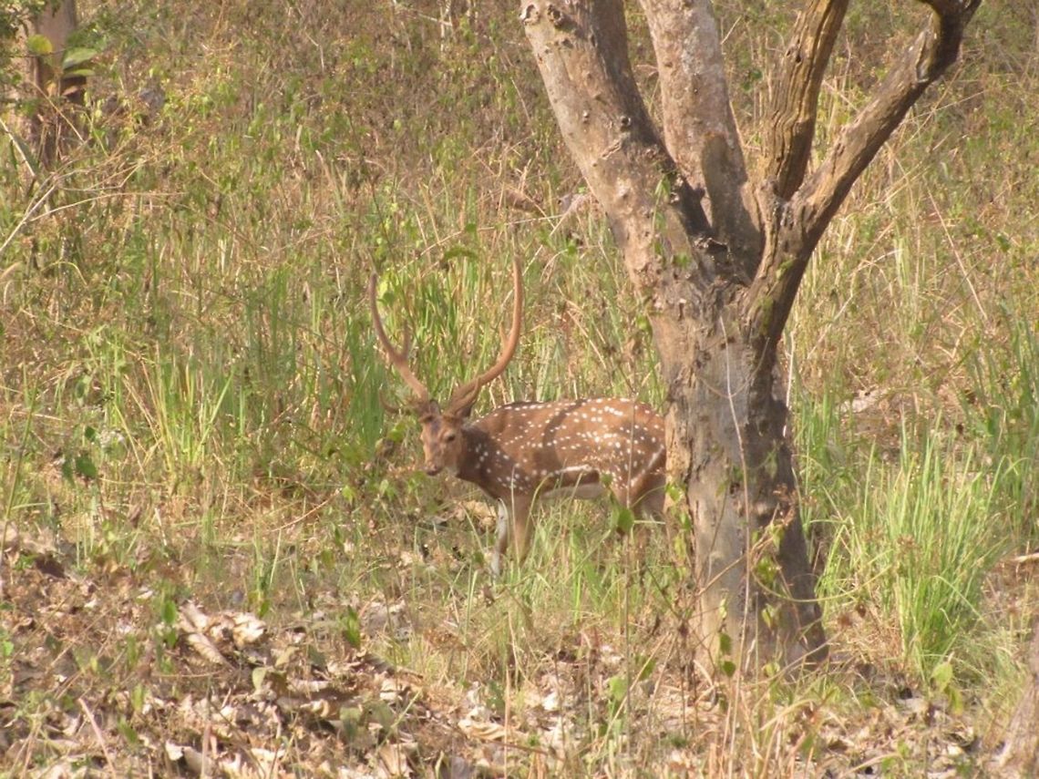 Indian deer (chital) From muthanga forest, Kerala, India Axis axis,Chital