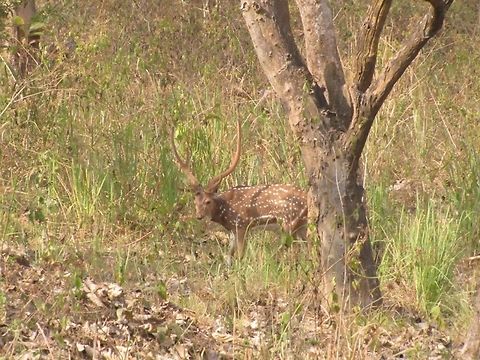 Indian deer (chital) From muthanga forest, Kerala, India Axis axis,Chital