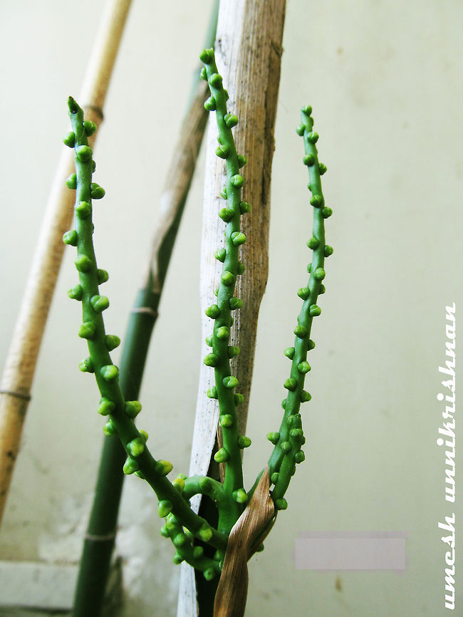 bamboo Kind of bamboo's seed Bamboo,seed