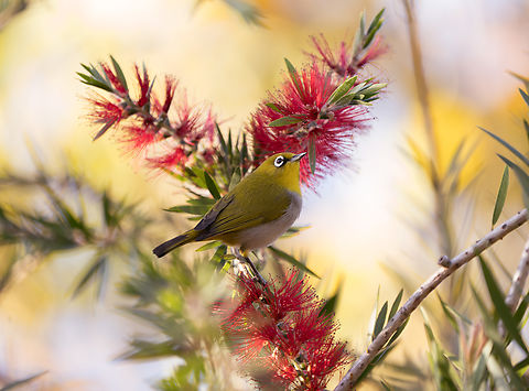 White eyes sparrow Beautiful white eye sparrow with a golden light. Birds,Sparrow