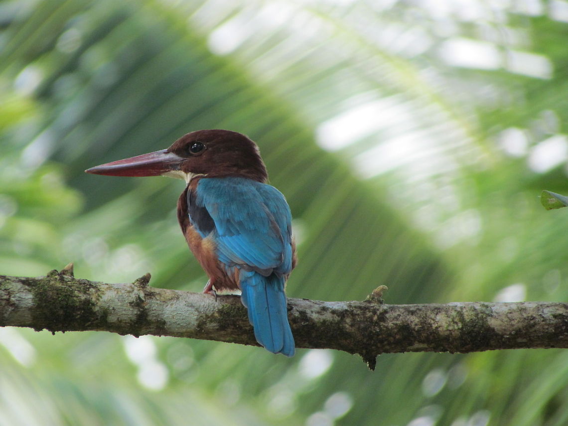 white throated kingfisher  Halcyon smyrnensis,White-throated Kingfisher