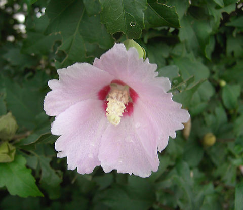 Rose of Sharon - Hibiscus syriacus National Flower of South Korea Geotagged,Hibiscus syriacus,Rose of Sharon,South Korea,Summer,대한민국 국화,무궁화