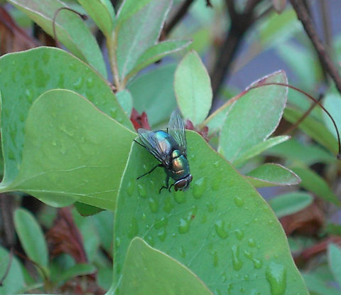 Drinking Morning Dew  Geotagged,South Korea,Summer,drinking morning dew,fly drinking,이슬먹는 파리