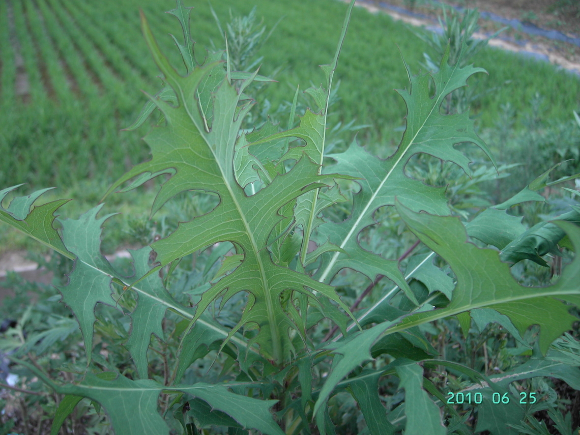 Ixeridium Dentatum Eatable herb,  Bitter tasete but good for health.  Geotagged,South Korea,Summer,씀바귀,입맛돋