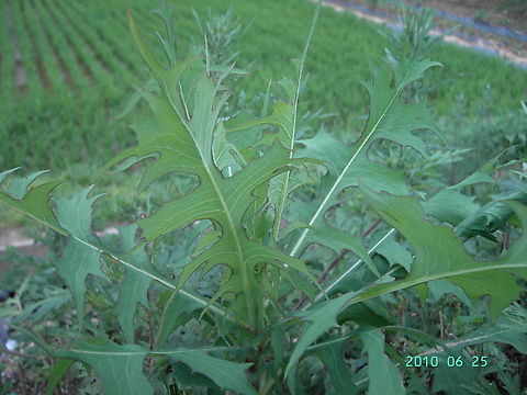 Ixeridium Dentatum Eatable herb,  Bitter tasete but good for health.  Geotagged,South Korea,Summer,씀바귀,입맛돋