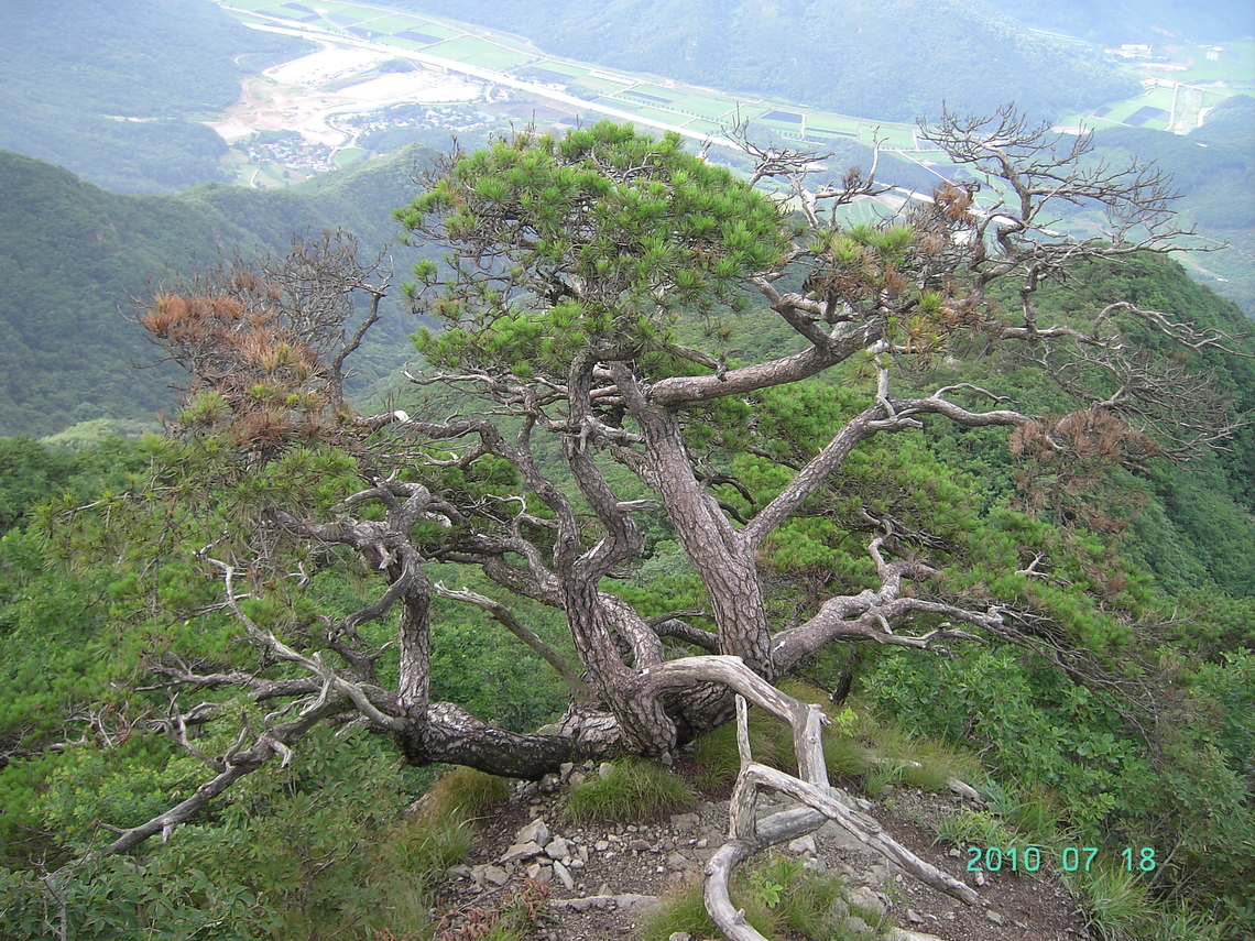 Pine Tree of GuByeongSan Weird style Pine tree. One of Korean&#039;s favorites Black pine,Geotagged,Gubyeongsan,Pinus thunbergii,South Korea,Summer,pine tree,구병산