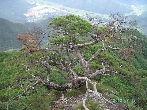 Pine Tree of GuByeongSan Weird style Pine tree. One of Korean's favorites Black pine,Geotagged,Gubyeongsan,Pinus thunbergii,South Korea,Summer,pine tree,구병산