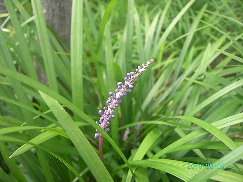 맥문동, Liriope platyphylla Danyang Province Geotagged,Lilyturf,Liriope muscari,South Korea,Summer,liriope platyphylla,맥문동