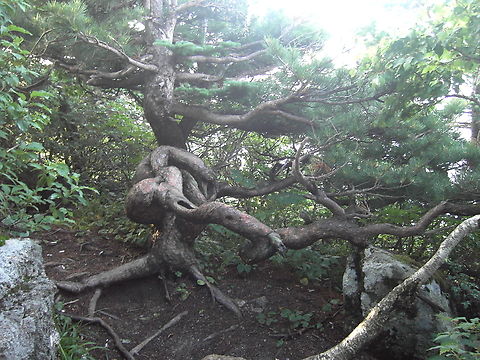 Weird Pine tree Spent time with against all Odd Geotagged,South Korea,Weird pine tree,Winter