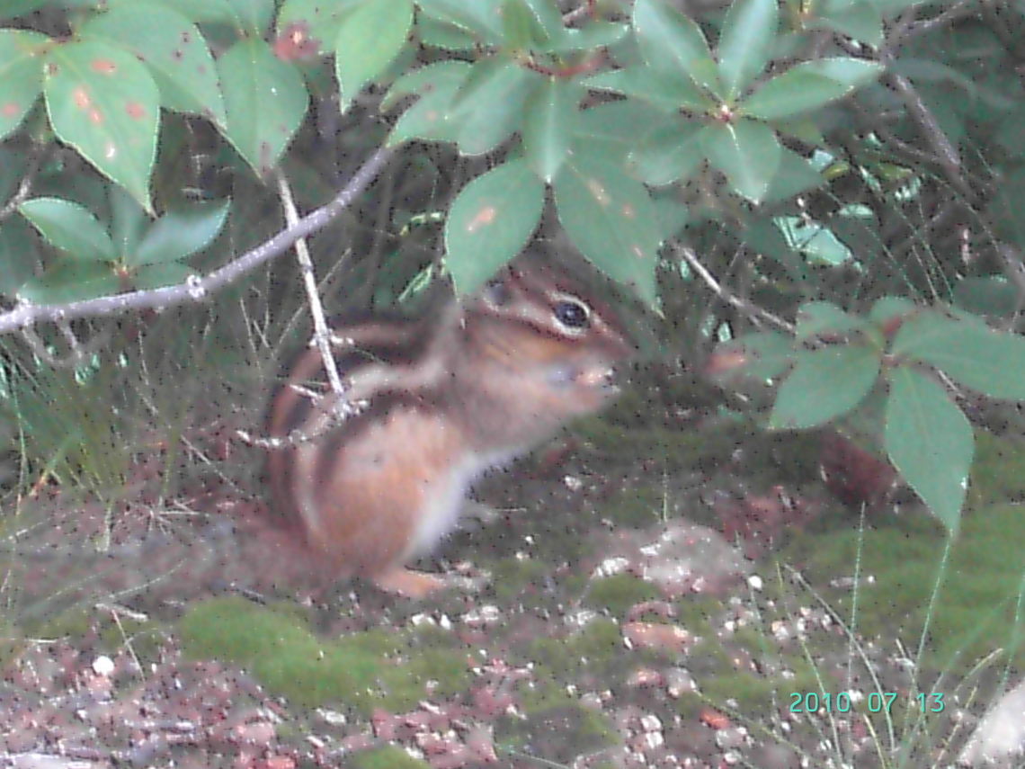Squirrel Swquirel of eading acorn Eutamias sibiricus,Geotagged,Siberian chipmunk,South Korea,Summer,Swquirel of eating acorn