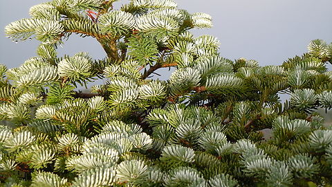 Taxus Seolaksan Taxus Geotagged,South Korea,Summer,Taxus of Seolaksan,설악산 주목