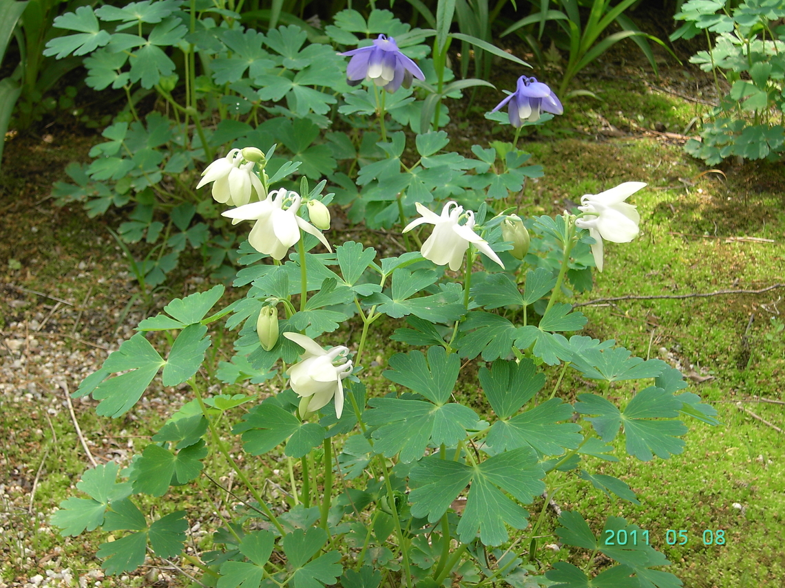 Columbine Good for gardening Aquilegia,Aquilegia coerulea,Colorado blue columbine,Geotagged,South Korea,Spring,columbine,granny's bonnet,매발톱