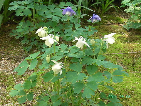 Columbine Good for gardening Aquilegia,Aquilegia coerulea,Colorado blue columbine,Geotagged,South Korea,Spring,columbine,granny's bonnet,매발톱