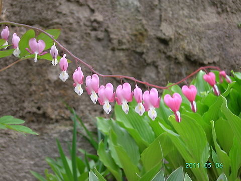 Bleeding-heart Asian-bleeding-heart Bleeding Heart,Geotagged,Lamprocapnos spectabilis,South Korea,Spring,asian-bleeding-heart,금낭화