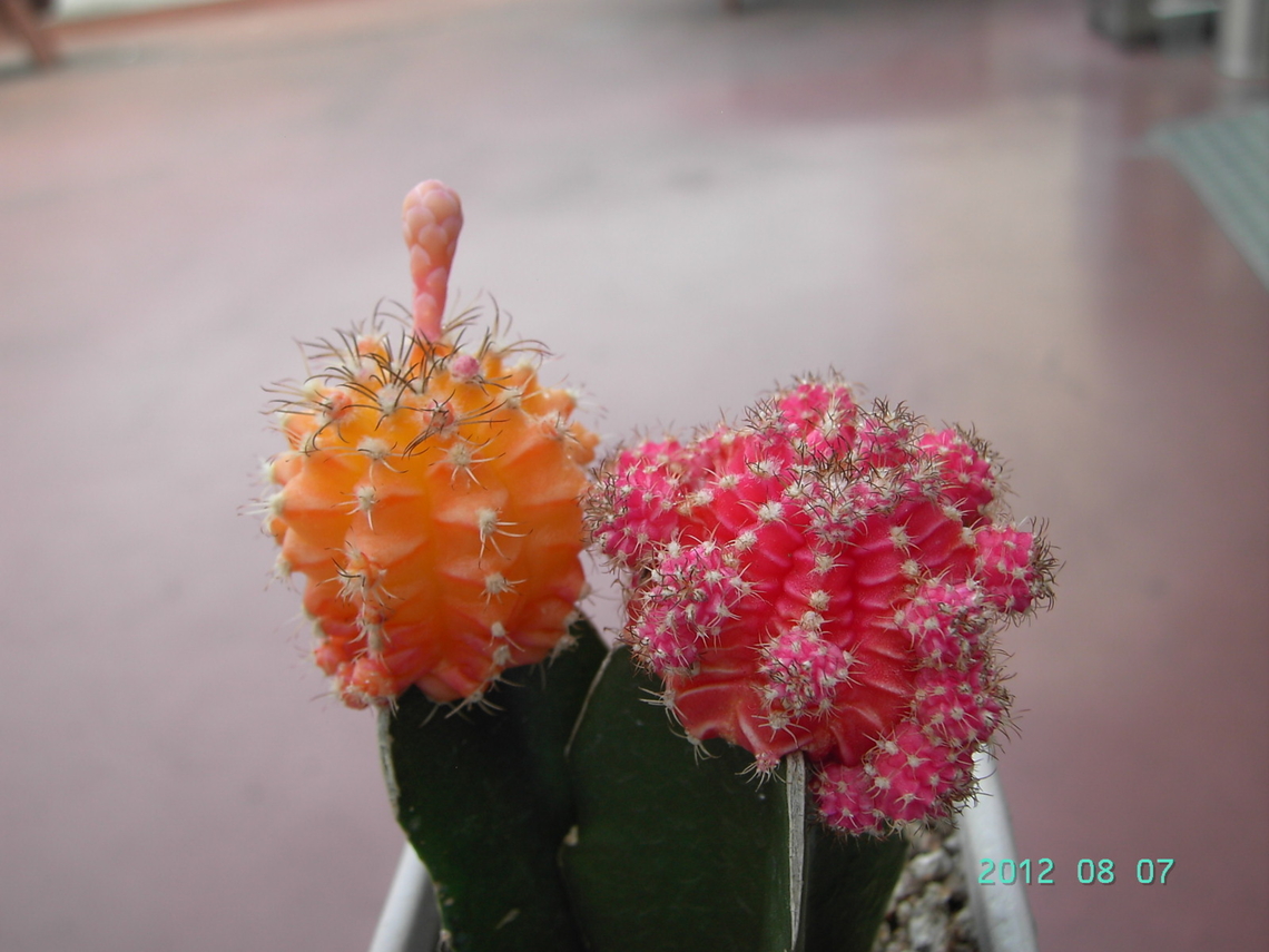 Cactus  Geotagged,South Korea,Summer,cactus,cactus flower,선인장,선인장 꽃