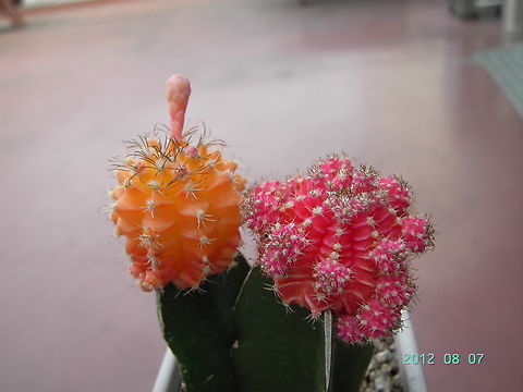 Cactus  Geotagged,South Korea,Summer,cactus,cactus flower,선인장,선인장 꽃