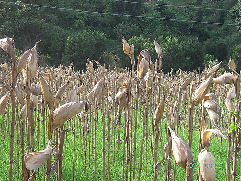 corn field corn field after harvest Geotagged,Nepal,Summer,dried corn stalk,옥수수대