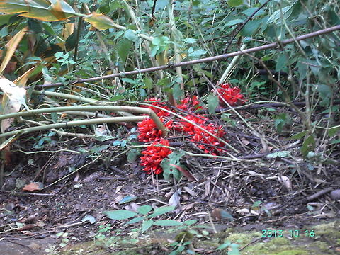 Parasitic plant Who know? Fall,Geotagged,Nepal