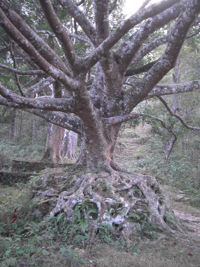 Bandipu tree Bandipu used to be a well known resting and healing place for European, before the Pokara was developed. You can&#039;t see this tree, if you are going there by vehicle.  Bandipu tree,Big trees,Geotagged,Nepal,Winter