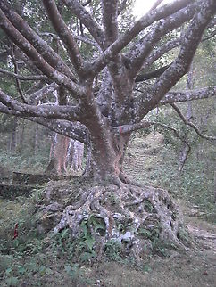 Bandipu tree Bandipu used to be a well known resting and healing place for European, before the Pokara was developed. You can't see this tree, if you are going there by vehicle.  Bandipu tree,Big trees,Geotagged,Nepal,Winter
