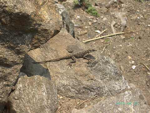 Lizard on Rock I found this on the way to Annapurna, Nepal Annapurna Conservation Area,Geotagged,Kashmir rock agama,Laudakia tuberculata,Lizard,Nepal,Rizard,Spring