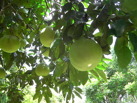 Unknown Fruit Tree  Geotagged,Nepal,Nepal Dading,Winter