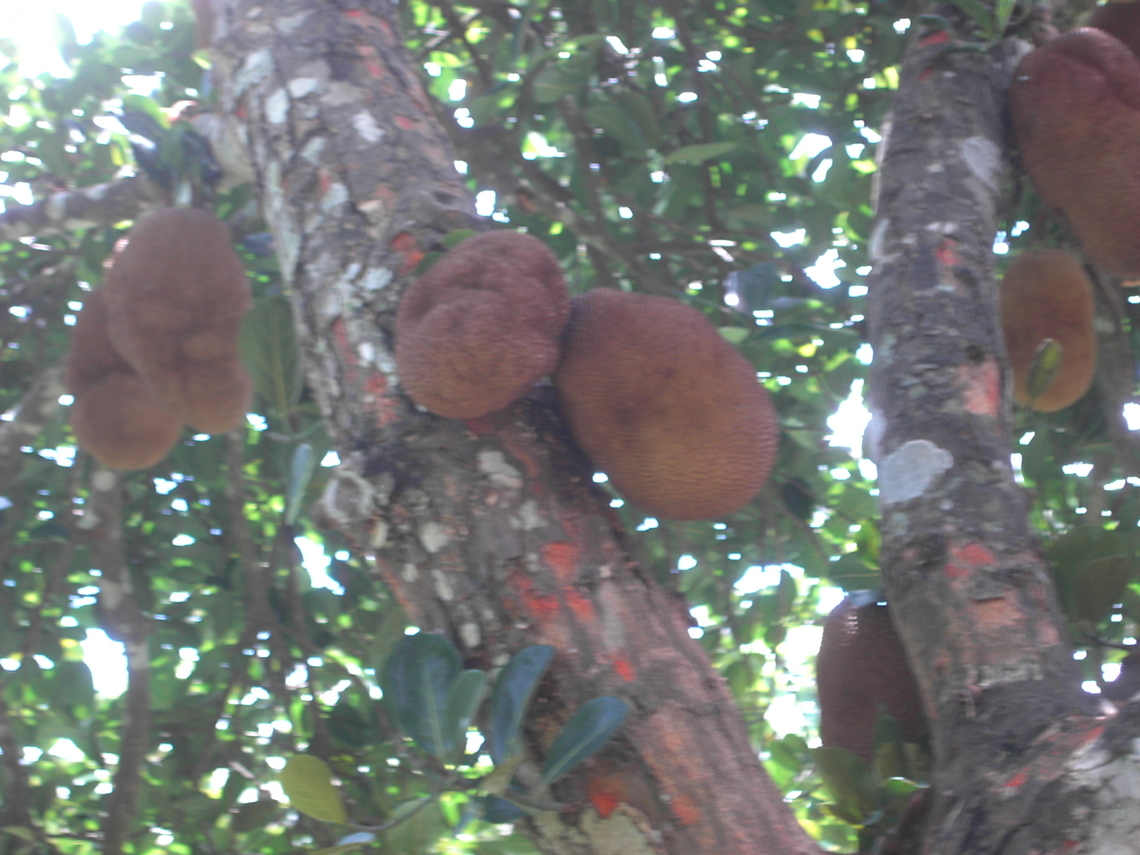 Jackfruit Jackfruit from Nepal Artocarpus heterophyllus,Geotagged,Jackfruit,Nepal,Winter