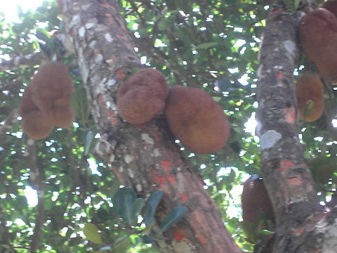 Jackfruit Jackfruit from Nepal Artocarpus heterophyllus,Geotagged,Jackfruit,Nepal,Winter