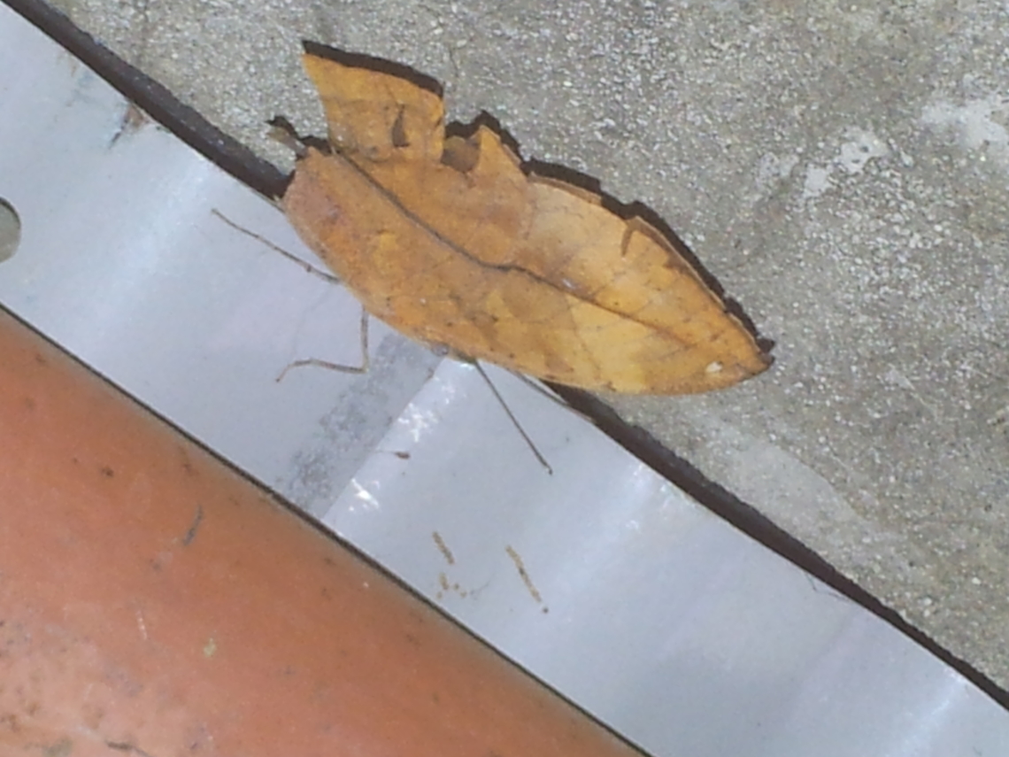 dead leaf butterfly As same as dead leaf, really! Geotagged,Kallima inachus,Nepal,Orange oakleaf,Summer,dead leaf butterfly