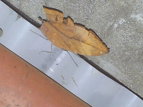 dead leaf butterfly As same as dead leaf, really! Geotagged,Kallima inachus,Nepal,Orange oakleaf,Summer,dead leaf butterfly