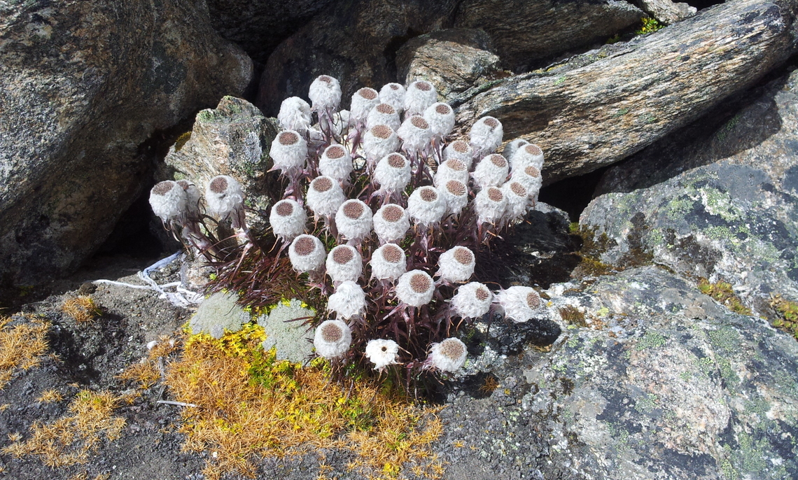 Saussurea tridactyla Around Everest Base Camp Geotagged,Nepal,Saussurea tridactyla,Winter