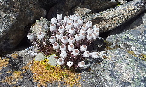 Saussurea tridactyla Around Everest Base Camp Geotagged,Nepal,Saussurea tridactyla,Winter