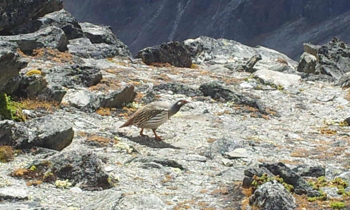 Everest Pheasant? I'm not sure, Pheasant or not. Geotagged,Nepal,Tetraogallus tibetanus,Tibetan snowcock,Winter