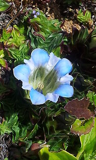 Gentiana depressa, Nepal I met it at on the way to Everest trekking. Gentiana depressa,Geotagged,Nepal,Winter