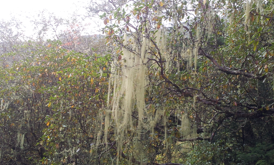 Usnea longissima From Everest Geotagged,Methuselahs beard lichen,Nepal,Usnea cavernosa,Usnea longissima