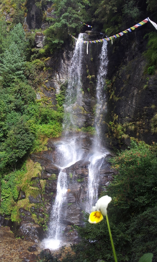 Unidentified Flower From Everest Fall,Geotagged,Nepal