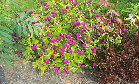 Globe amaranth From Lumbini Fall,Geotagged,Globe amaranth,Gomphrena globosa,Nepal