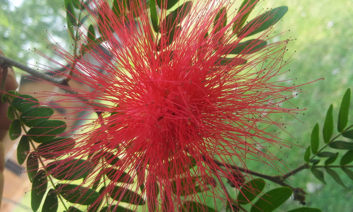 Calliandra haematocephala From Lumbini Calliandra haematocephala,Fall,Geotagged,Nepal