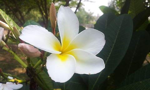 Plumeria rubra from lumbini Common frangipani,Fall,Geotagged,Nepal,Plumeria rubra