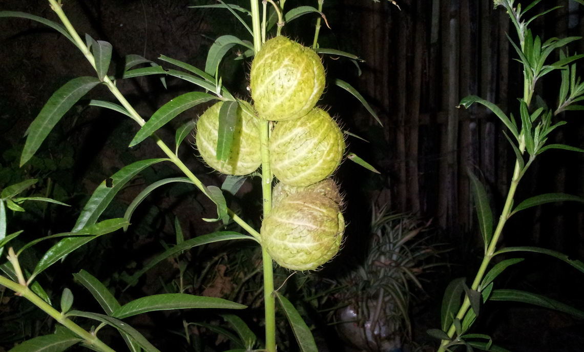 Gomphocarpus physocarpus Never seen this! Balloonplant,Geotagged,Gomphocarpus physocarpus,Nepal,Winter