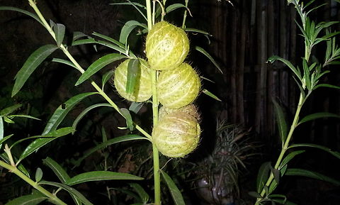 Gomphocarpus physocarpus Never seen this! Balloonplant,Geotagged,Gomphocarpus physocarpus,Nepal,Winter